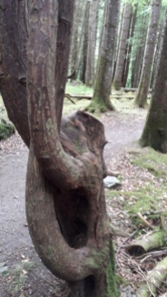 Gnarled Tree Donegal Ireland
