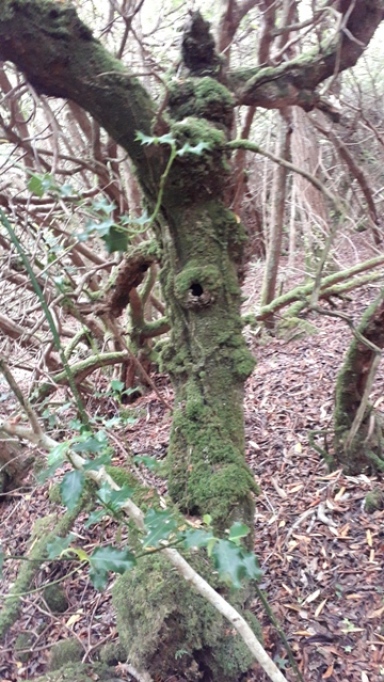 Magic Tree Donegal Ireland