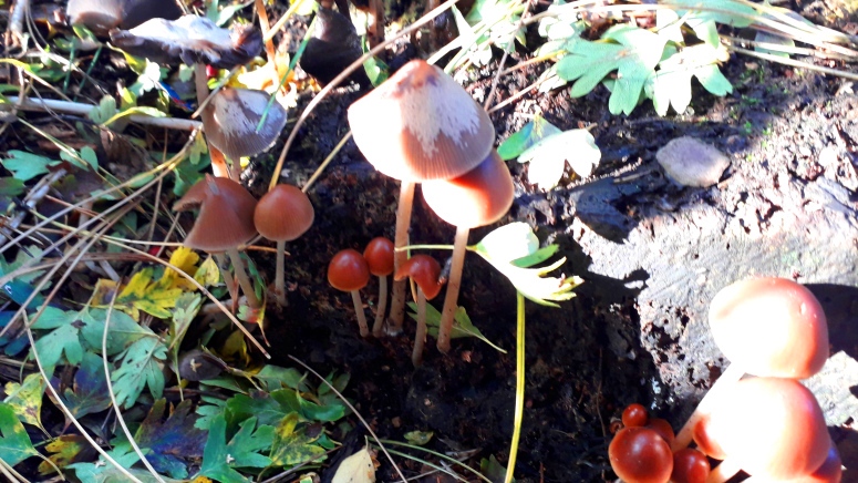 brown-wild-mushrooms-hippie