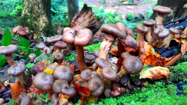 mushrooms 2019