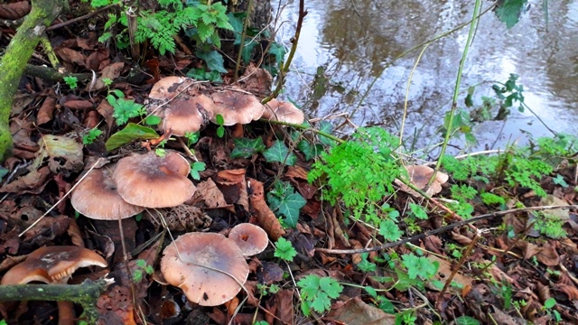 Toadstools by river