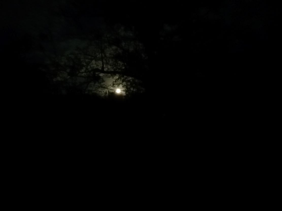 Full Moon behind Tree Halloween